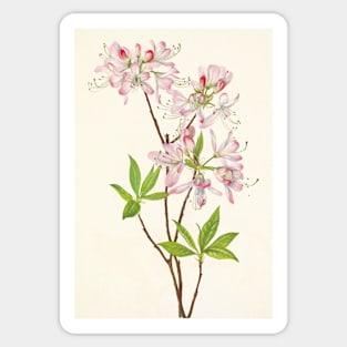 Pinkshell azalea - Botanical Illustration Sticker